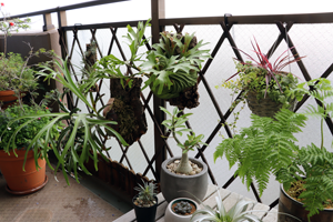 植物をハンギングして楽しむ 室外 ベランダ と室内での吊るし方 グリーン インテリア ー 何気ない日々をおもしろく ー