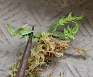 リコポディウム・フペルジア・ゴエベリー 葉伏せ 余分な茎を切る