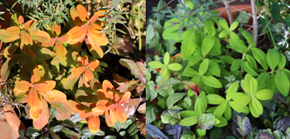 ヒペリカム ゴールドフォームの育て方と寄せ植え 日照条件や季節で葉の色が変わる オトギリソウ科の小低木 グリーン インテリア ー 何気ない日々をおもしろく ー