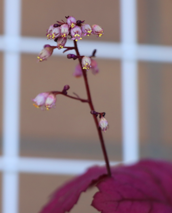 ヒューケラ・ジョージアプラムの花