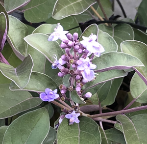 ミツバハマゴウ　プルプレア　セイヨウニンジンボク　葉の裏が紫　花