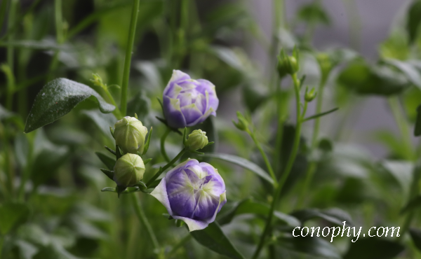 カンパニュラ　ブルーワンダー　ホワイトワンダー　寄せ植え　ハンギング　1年越し　開花