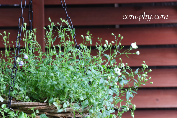 カンパニュラ　ブルーワンダー　ホワイトワンダー　寄せ植え　ハンギング　1年越し　開花