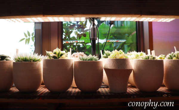 ハオルチア　室内管理　LED植物育成ライト