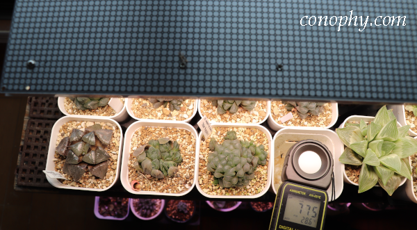 ハオルチア　室内管理　LED植物育成ライト　照度