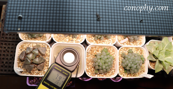 ハオルチア　室内管理　LED植物育成ライト　照度