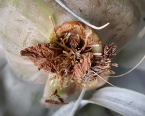 チランジア キセログラフィカの育て方 着生は必要 発根するとぐんぐん育つ グリーン インテリア ー 何気ない日々をおもしろく ー