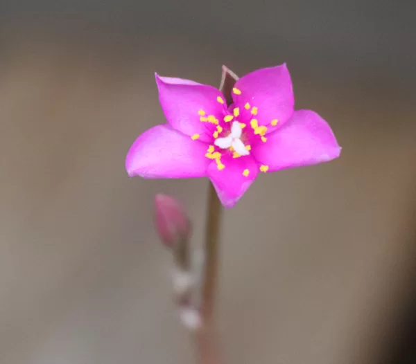 多肉植物 桜吹雪 アナカンプセロス属 の花が咲いて種ができるまで 開放花と閉鎖花による受粉 種まき 発芽 グリーン インテリア ー 何気ない日々をおもしろく ー
