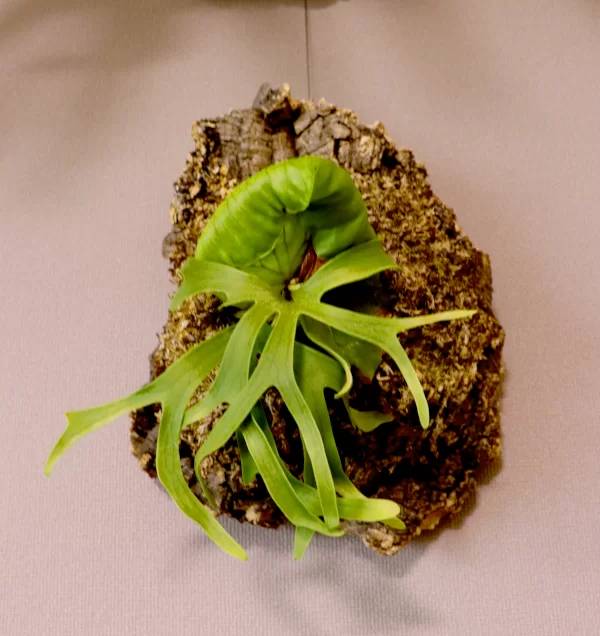 コロナリウム フィリピネス ドワーフcoronarium Philippiness Dwarf　成長点が複数　分頭