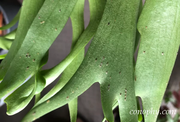 コロナリウム フィリピネス ドワーフcoronarium Philippiness Dwarf　胞子葉　カイガラムシ
